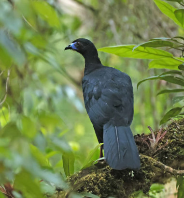 bird