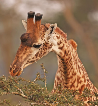 giraffe