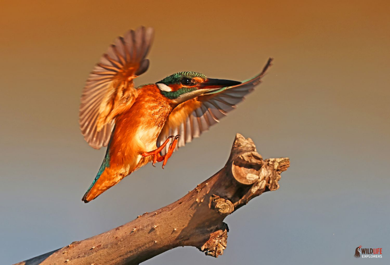 kingfisher