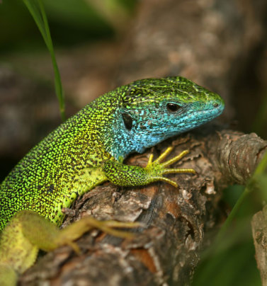 lizard