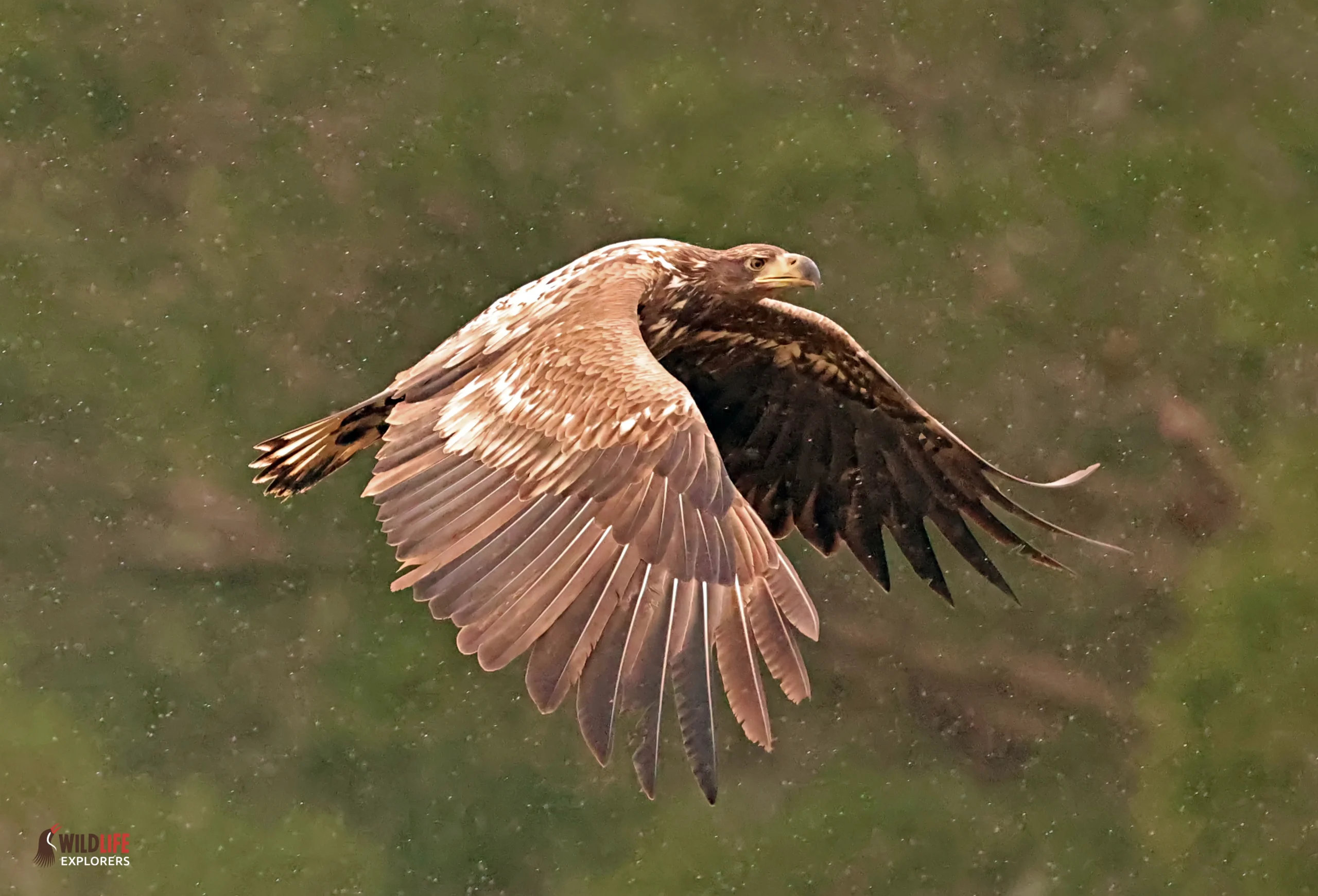 Raptor at Hide Lyras