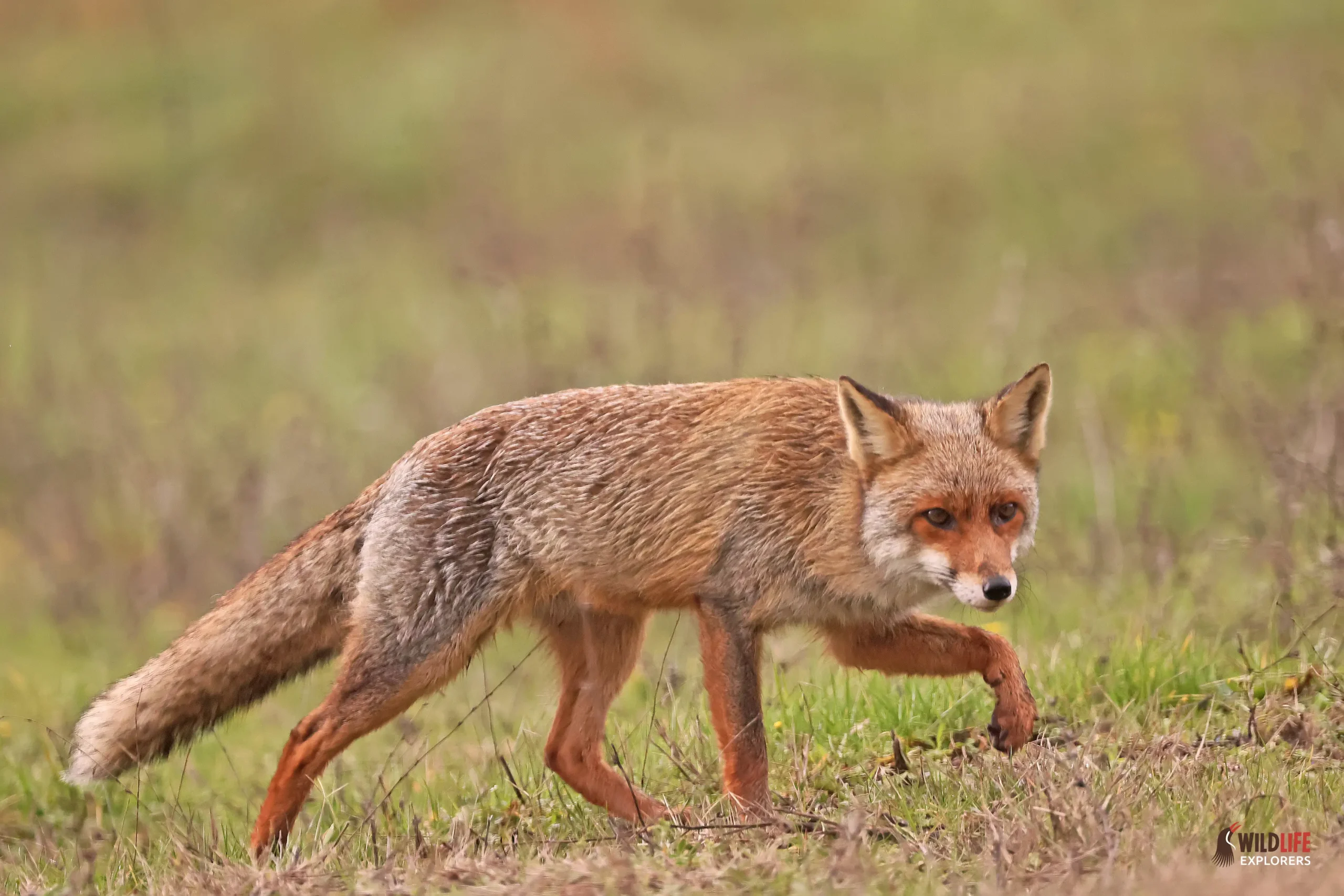 Wildlife at Lyra