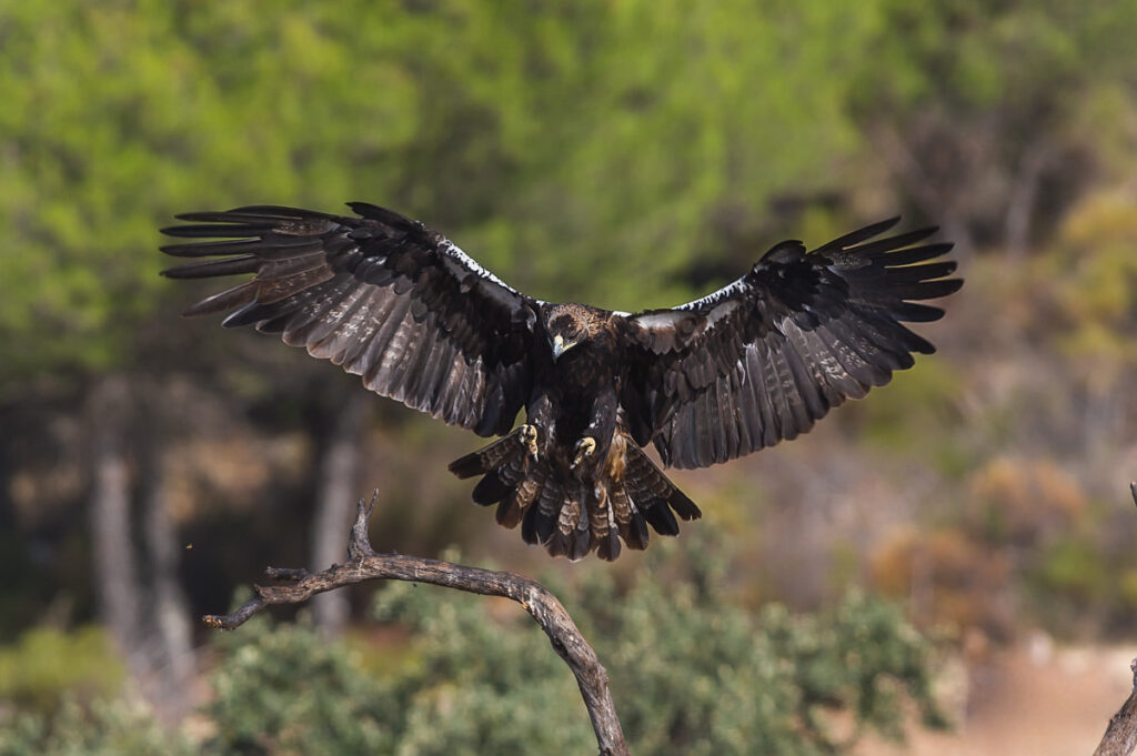 SPAIN – EXTREMADURA