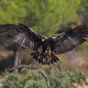 SPAIN – EXTREMADURA