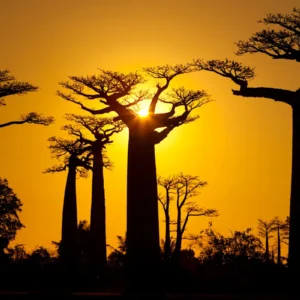 MADAGASCAR